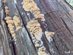 Neoantrodiella gypsea