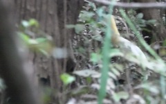 Pilherodius pileatus