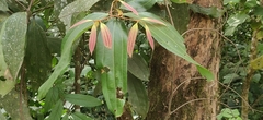 Cinnamomum malabatrum