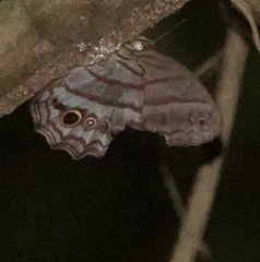 Magneuptychia