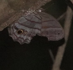 Magneuptychia