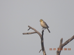 Motacilla citreola