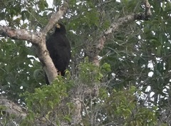 Buteogallus urubitinga