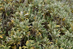 Brachyglottis revoluta