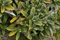 Brachyglottis revoluta