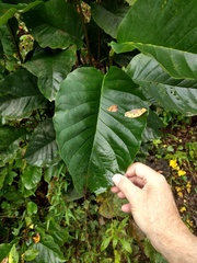 Magnolia acuminata