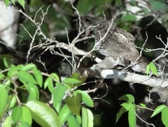 Chordeiles acutipennis