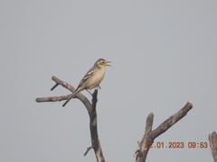 Motacilla citreola
