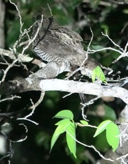 Chordeiles acutipennis