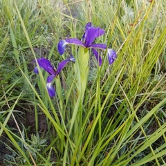 Iris reichenbachiana