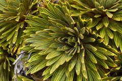 Aciphylla crosby-smithii