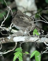 Chordeiles acutipennis