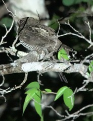 Chordeiles acutipennis