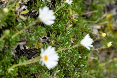 Celmisia walkeri