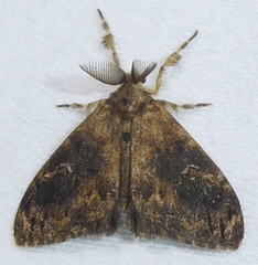 Orgyia postica