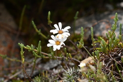 Celmisia laricifolia