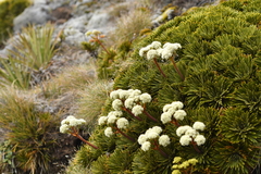Aciphylla crosby-smithii