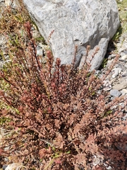 Epilobium melanocaulon