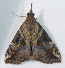 Hypena indicatalis