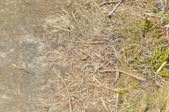 Paranotoreas brephosata