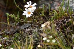 Celmisia laricifolia