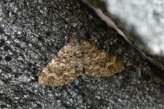 Celmisia laricifolia