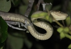 Corallus hortulana