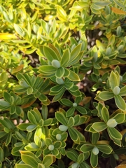 Veronica cryptomorpha