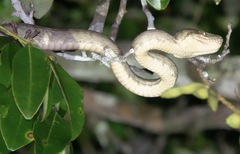 Corallus hortulana