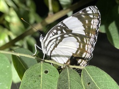 Neptis