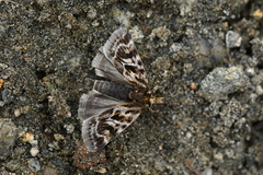 Tauroscopa trapezitis