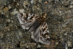 Tauroscopa trapezitis