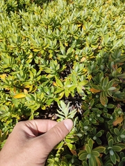 Veronica cryptomorpha