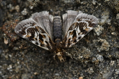 Tauroscopa trapezitis