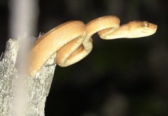 Corallus hortulana