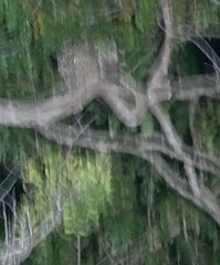 Coendou longicaudatus
