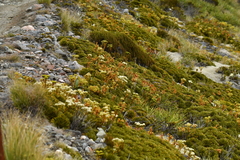 Aciphylla crosby-smithii
