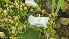 Decalobanthus peltatus