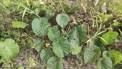 Decalobanthus peltatus