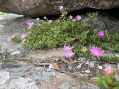 Lampranthus falciformis