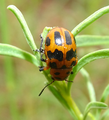 Euryope terminalis