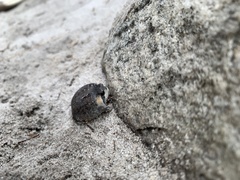 Lampranthus falciformis