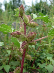 Xanthium orientale