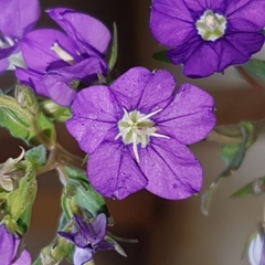Legousia speculum-veneris