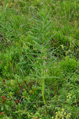Polygonatum verticillatum