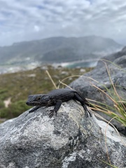 Lampranthus falciformis