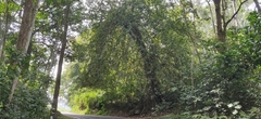 Ficus travancorica