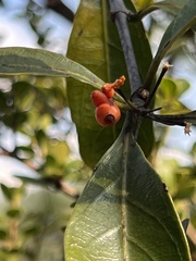 Gynochthodes umbellata