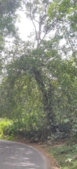 Ficus travancorica