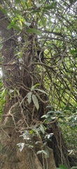 Ficus travancorica
